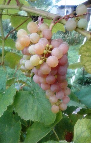 Grape variety Relines Pink Sidlis: photo and description, reviews