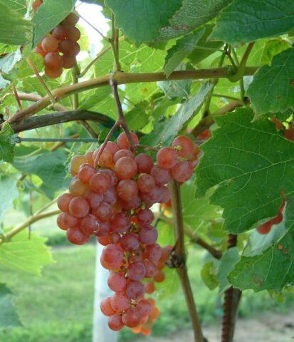 Grape variety Relines Pink Sidlis: photo and description, reviews