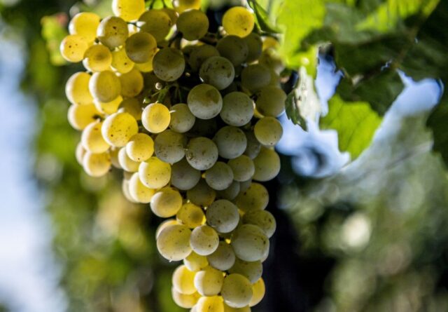 Grape variety Riesling (Riesling): description and characteristics, photo