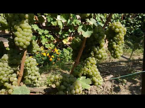 Grape variety Riesling (Riesling): description and characteristics, photo