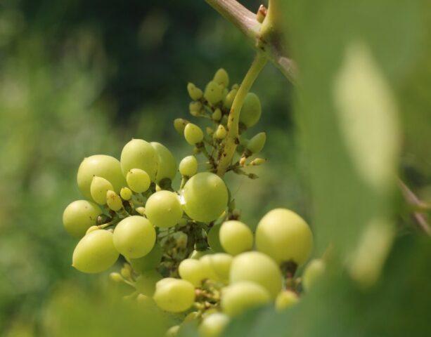 Grape variety Riesling (Riesling): description and characteristics, photo