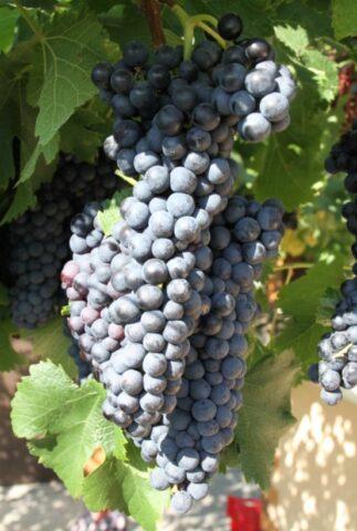 Grape variety Ruby Golodrigi: description, photos, reviews