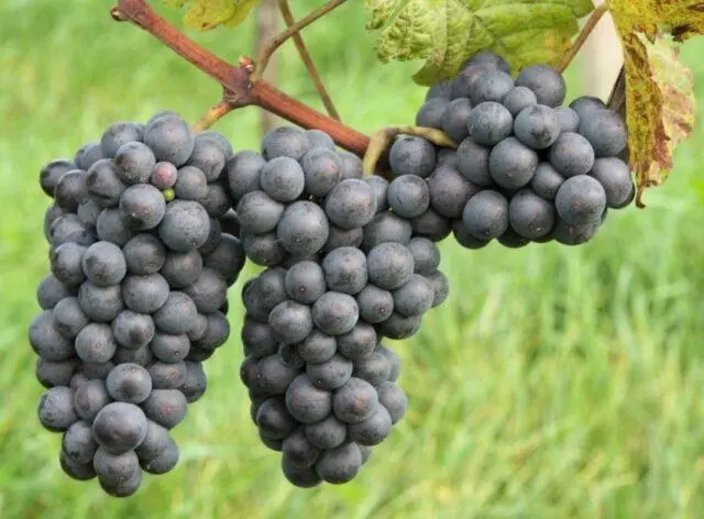 Grape variety Ruby Golodrigi: description, photos, reviews