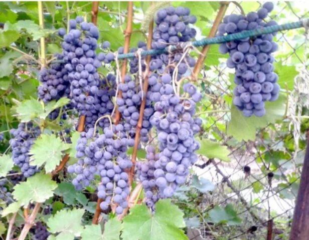 Grape variety Ruby Golodrigi: description, photos, reviews