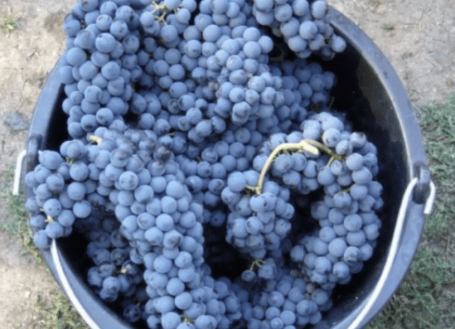 Grape variety Ruby Golodrigi: description, photos, reviews