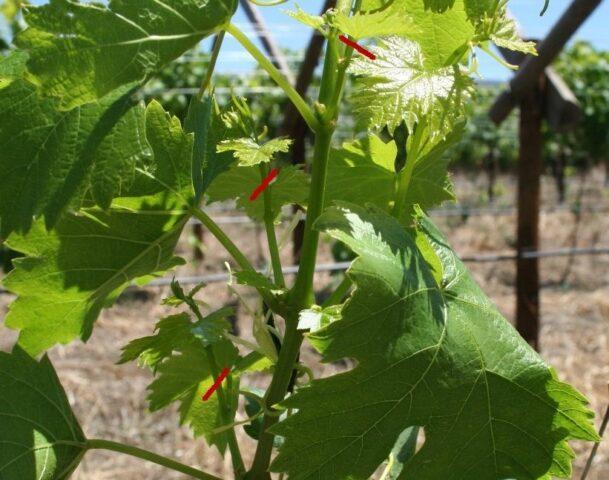 Grape variety Ruby Golodrigi: description, photos, reviews