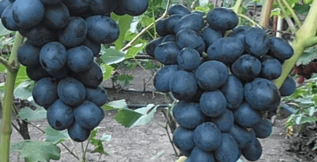 Grape variety Swallow: photo and description, reviews, video