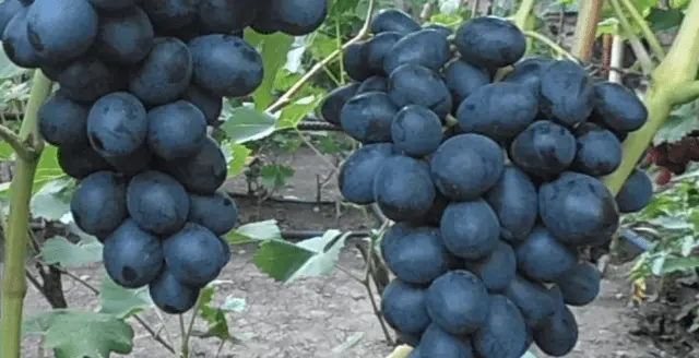 Grape variety Swallow: photo and description, reviews, video