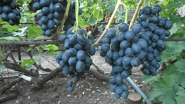 Grape variety Swallow: photo and description, reviews, video