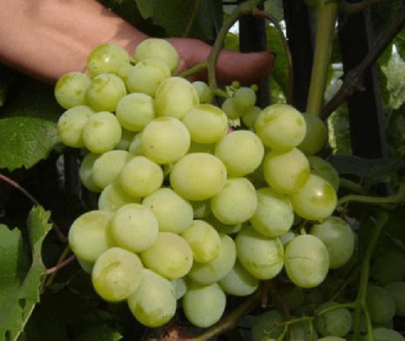 Grape variety Talisman: photo and description, reviews, video