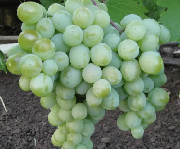 Grape variety Talisman: photo and description, reviews, video