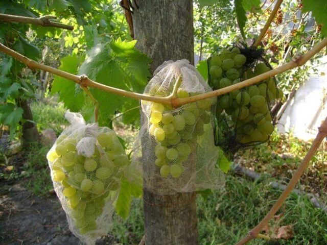 Grape variety Talisman: photo and description, reviews, video