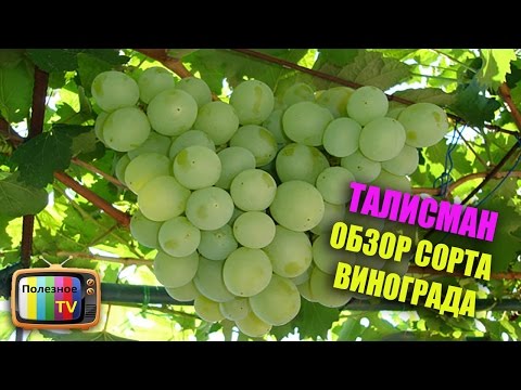 Grape variety Talisman: photo and description, reviews, video