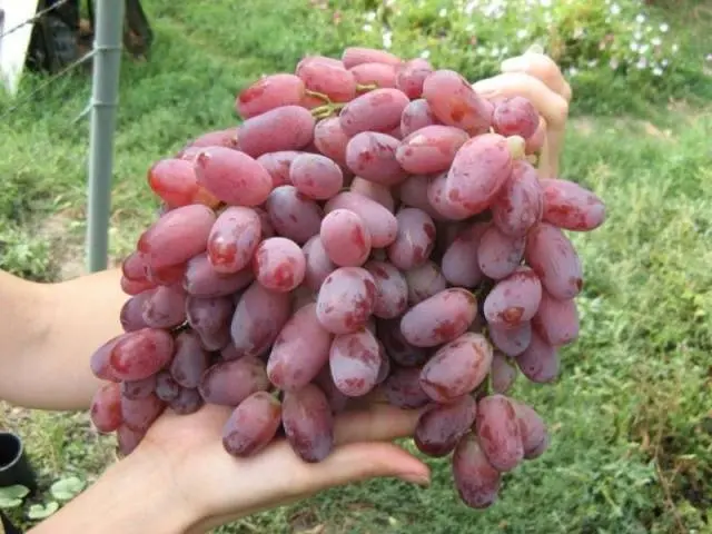 Grape Victor