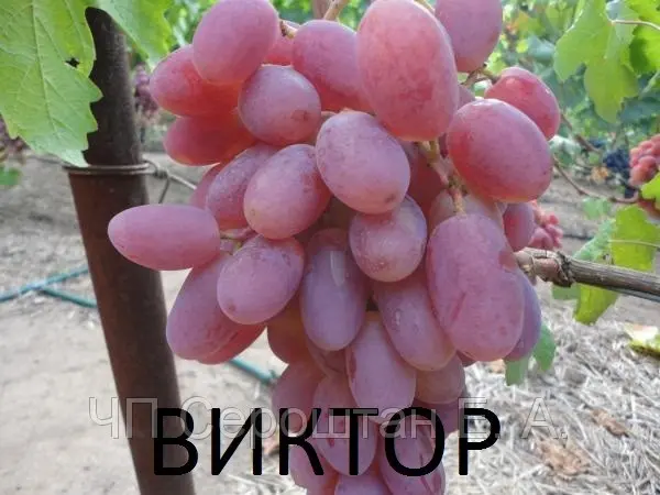 Grape Victor