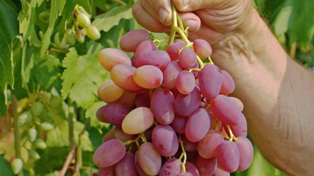 Grapes Anniversary of Novocherkassk