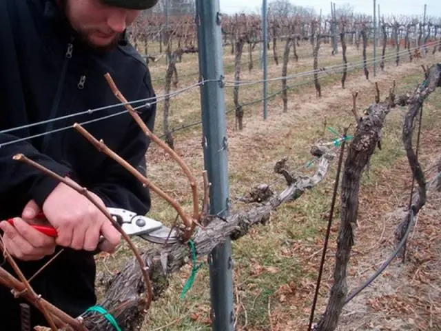 Grapes Anniversary of Novocherkassk