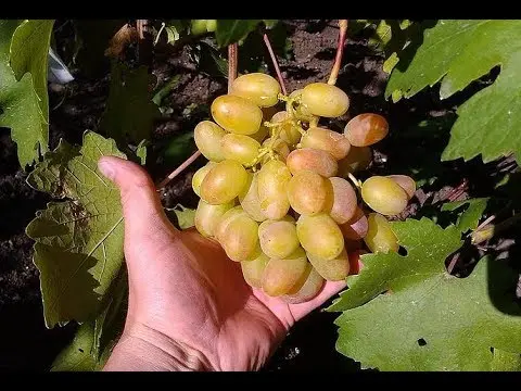 Grapes Anniversary of Novocherkassk