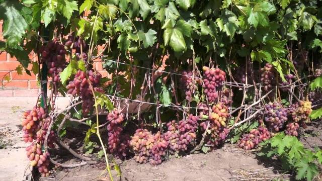 Grapes Anniversary of Novocherkassk