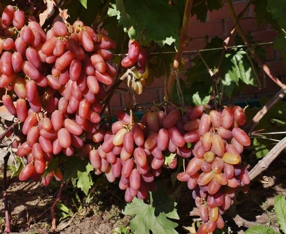 Grapes Anniversary of Novocherkassk