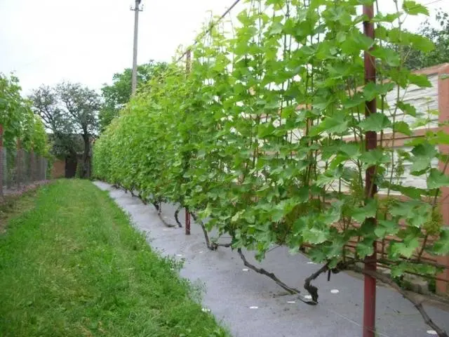 Grapes Anniversary of Novocherkassk