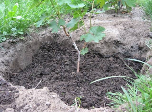 Grapes Anniversary of Novocherkassk