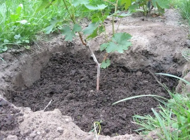 Grapes Anniversary of Novocherkassk