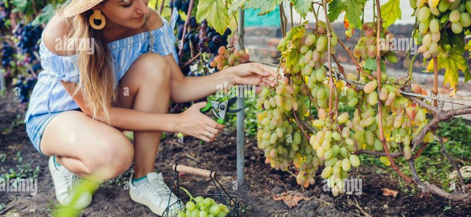 Grapes Anniversary of Novocherkassk