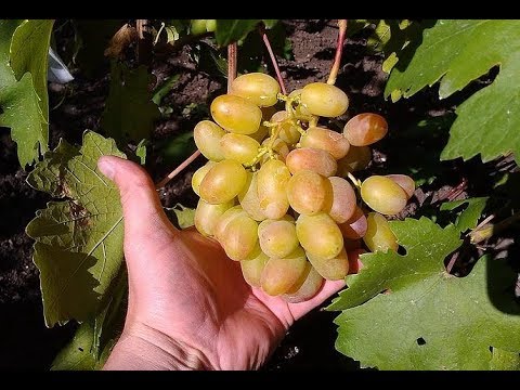 Grapes Anniversary of Novocherkassk: history, description and characteristics (ripening, yield, application) + cultivation