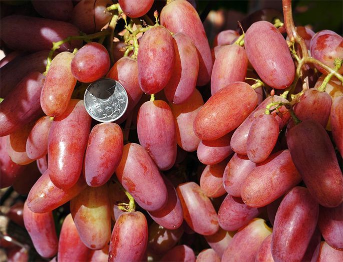 Grapes Anniversary of Novocherkassk: history, description and characteristics (ripening, yield, application) + cultivation