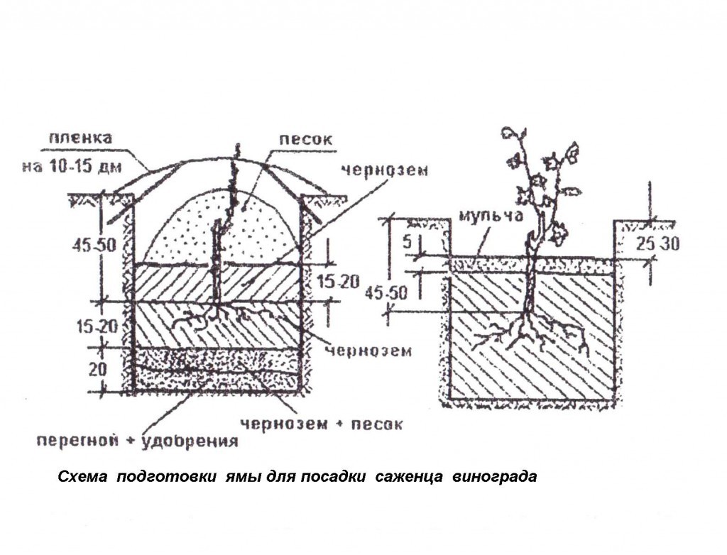 Grapes Anniversary of Novocherkassk: history, description and characteristics (ripening, yield, application) + cultivation