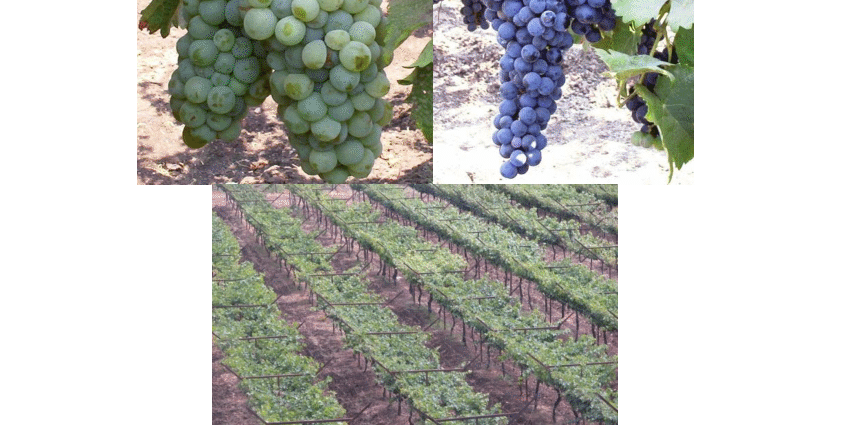 Grapes Anniversary of Novocherkassk: history, description and characteristics (ripening, yield, application) + cultivation