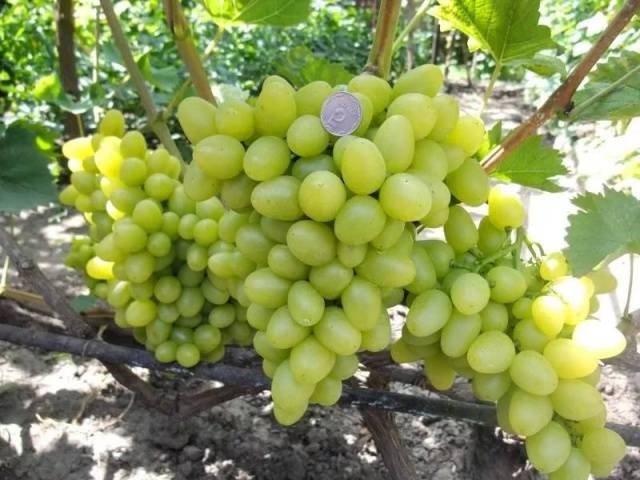 Grapes Arcadia