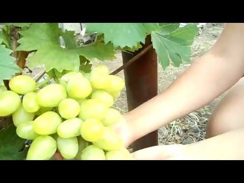 Grapes Arcadia