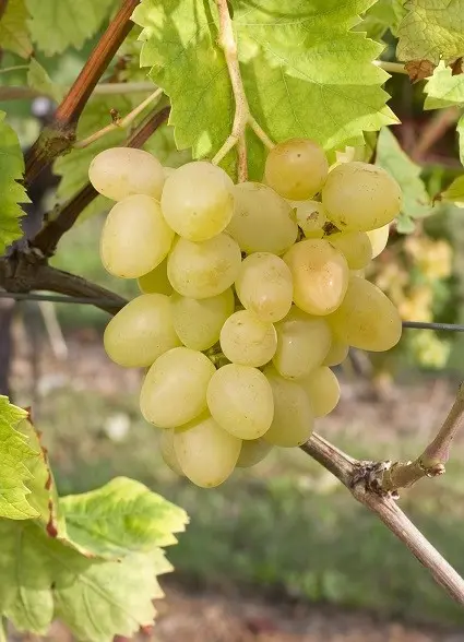 Grapes Arcadia