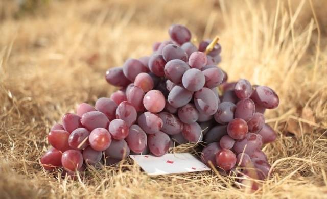 Grapes Ataman Pavlyuk: variety description, photos, reviews