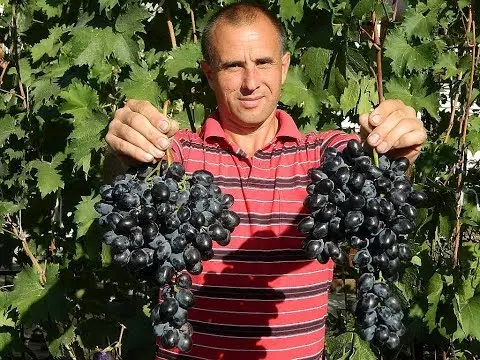 Grapes Ataman Pavlyuk: variety description, photos, reviews