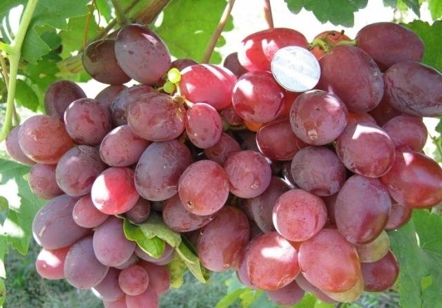 Grapes Ataman Pavlyuk: variety description, photos, reviews