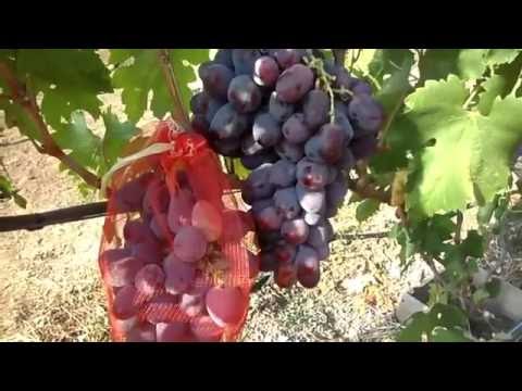 Grapes Ataman Pavlyuk: variety description, photos, reviews