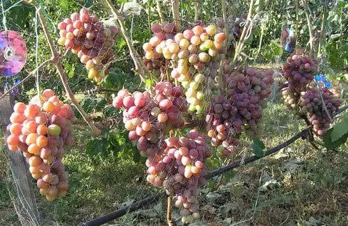 Grapes Ataman Pavlyuk: variety description, photos, reviews