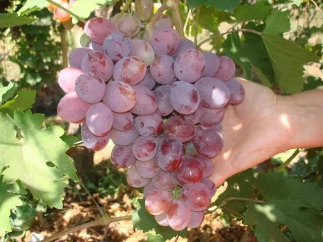 Grapes Ataman Pavlyuk: variety description, photos, reviews