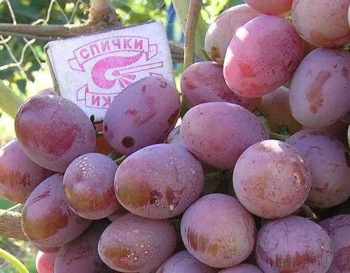 Grapes Ataman Pavlyuk: variety description, photos, reviews