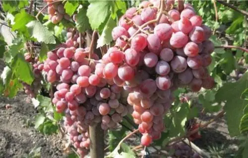 Grapes Ataman Pavlyuk: variety description, photos, reviews