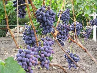 Grapes Ataman Pavlyuk: variety description, photos, reviews