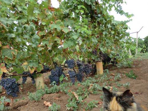 Grapes Ataman Pavlyuk: variety description, photos, reviews