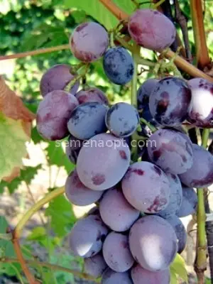 Grapes Ataman Pavlyuk: variety description, photos, reviews