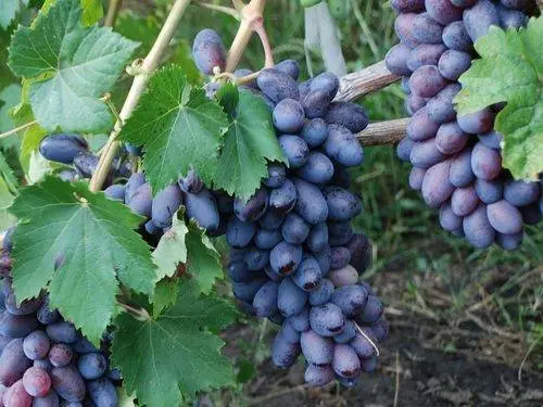 Grapes Baikonur