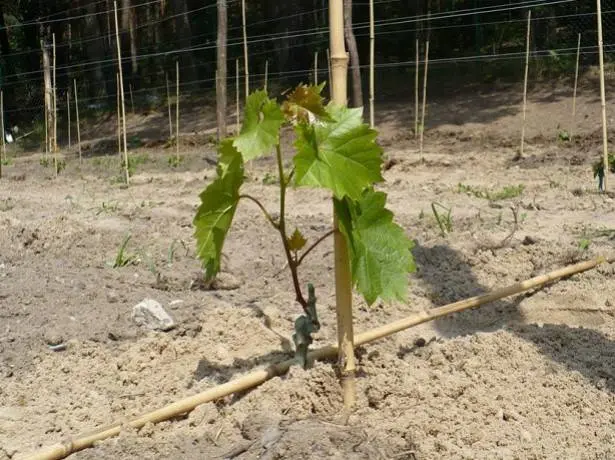 Grapes Baikonur