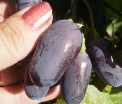 Grapes Baikonur