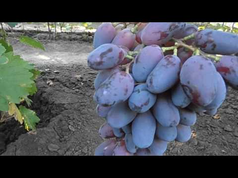 Grapes Baikonur